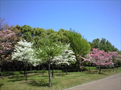 2010年の花水木1