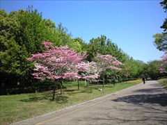 2010年の花水木2