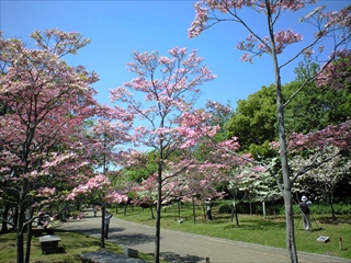 2010年の花水木