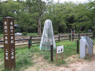 奇跡の一本松の二世松